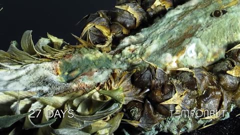 Rotting Pineapple Fruit Time Lapse