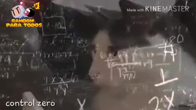 random cat video :v -30 seconds