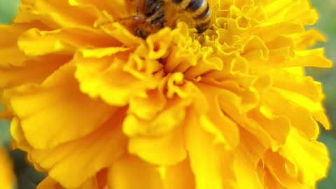 How to collecting 🍯Honey from flowers🌼🌻🌼🌻Cute 🐝🐝🐝Bee