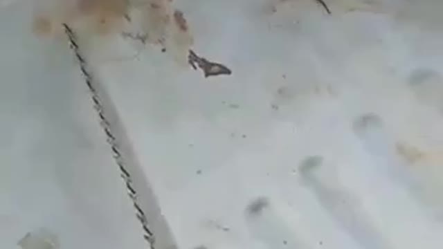 WTF IS THAT THING !?!?!?!