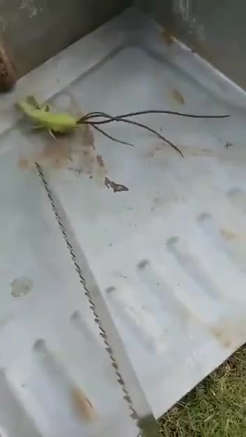 WTF IS THAT THING !?!?!?!