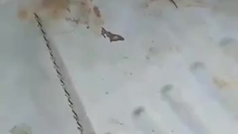 WTF IS THAT THING !?!?!?!