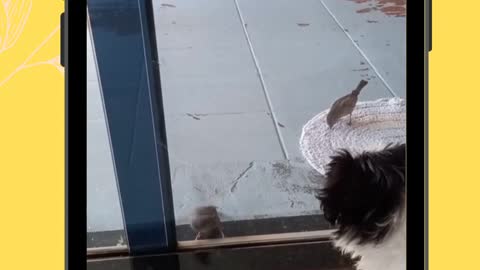 Pardalzinho vendo á sua imagem no vidro, começa á bicar. Olhem á reação da Luna!