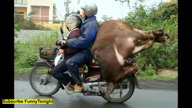 Animal on Bike, Qurbani Animal Riding Bike, Animal Funny Video in Hindi, SEE END HUGE ANIMAL ON BIKE