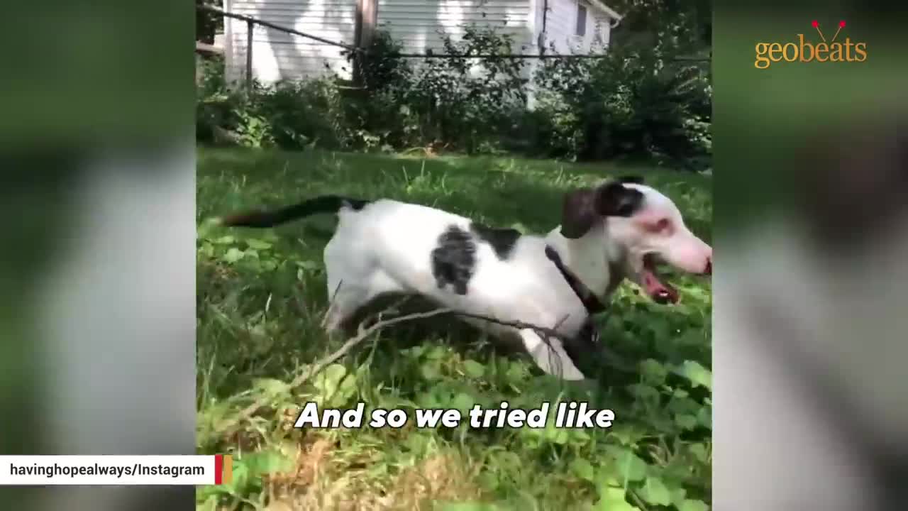 Blind, deaf dog chirps like bird to get attention