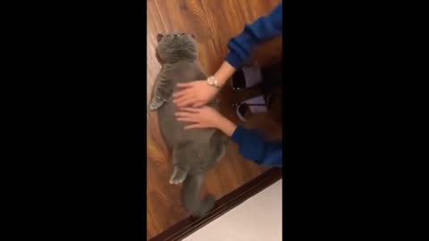 Cute Funny Adorable Cats and Dogs