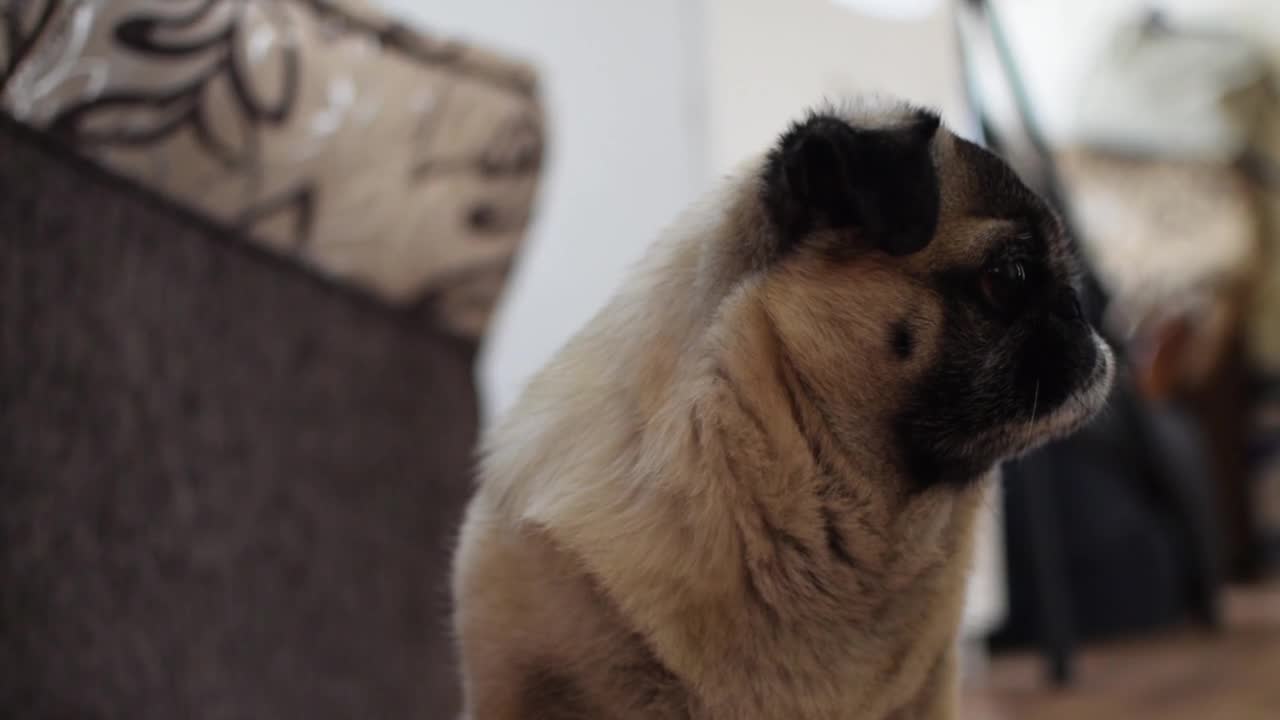 cute dog