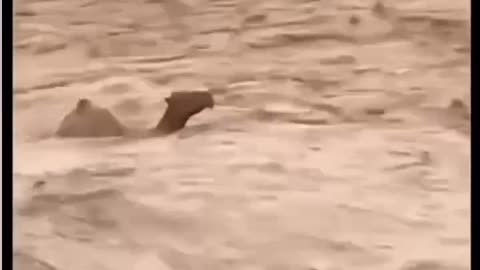 Poor Camels