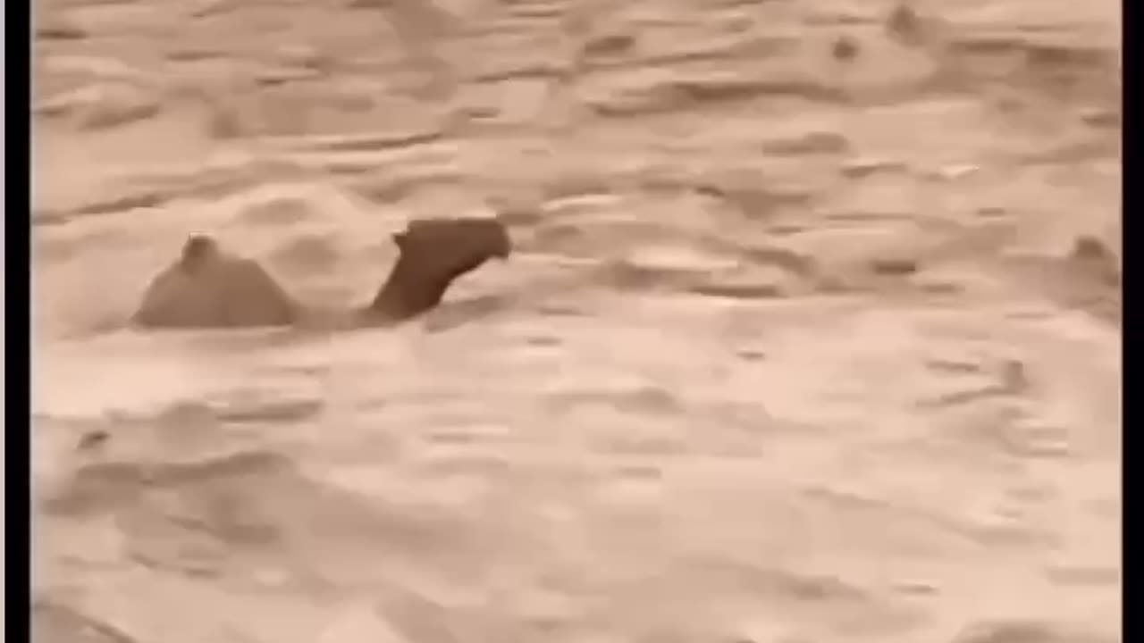 Poor Camels