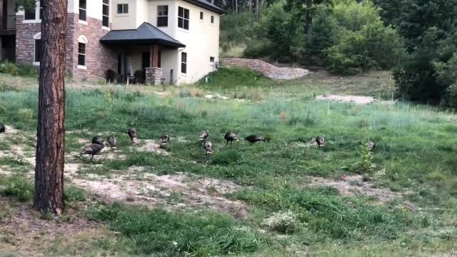 Traffic Jam In Larkspur