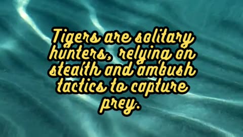 Animal Facts Tigers #shorts