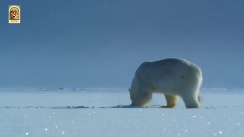 Polar Bear attack on baby sea lion