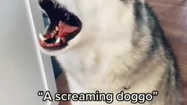 I need this to be my alarm in the morning 😂 funny dog video