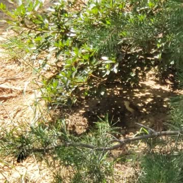 Carolina Wren Babies take the plunge & fledge