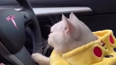 Cat drive a Car Funny