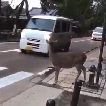 the gazelle wants to cross the road