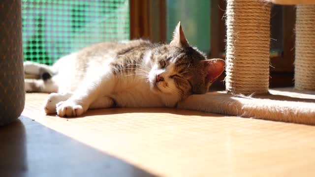 A sleeping cat disturbed by the sun