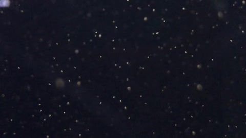 a-jellyfish-living-in-an-aquarium