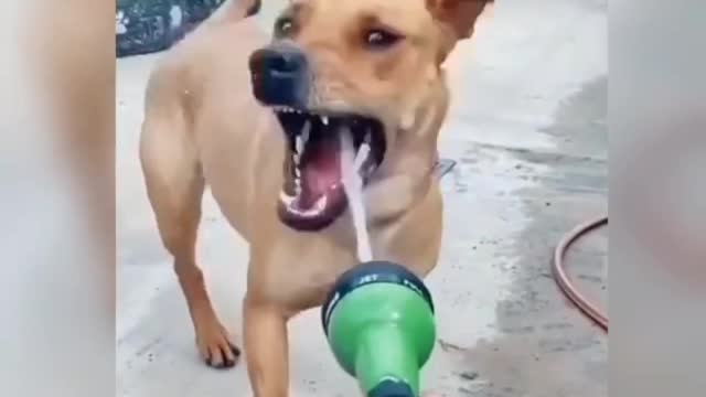 5 seconds funny dog videos