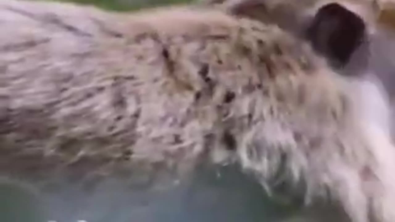 Crocodile in Front of Floating Monkey #shorts #viral #shortsvideo #video