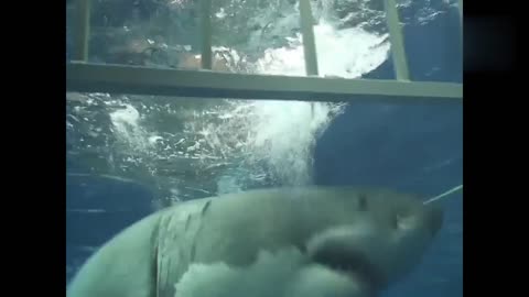 Swimming with Big white shark in Atlantic ocean