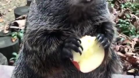 funny animal video