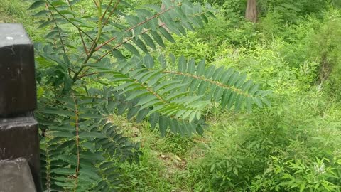 What kind of tree is this, its leaves are so long