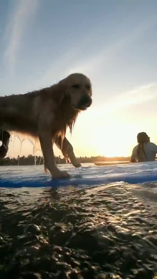 world animal surfing champion