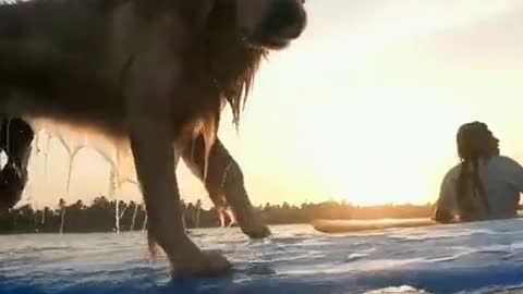 world animal surfing champion