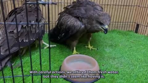 A kitten begged the Falcon