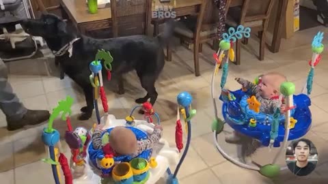Funny baby vidoes
