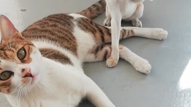 Funny Cats ✪ baby kitten protecting their Mother cats so careing,