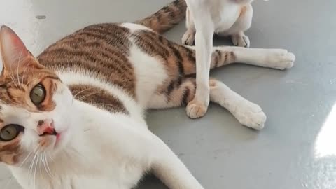Funny Cats ✪ baby kitten protecting their Mother cats so careing,