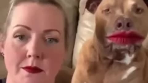 Cute Funny Dog Video