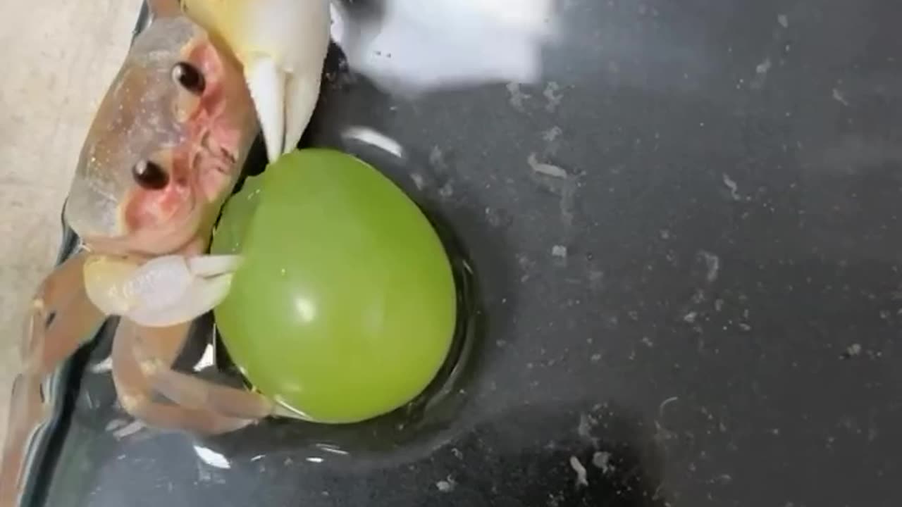 Crab having some yummy grapes