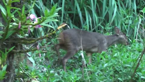 [Very young] grey brocket deer in Brazil