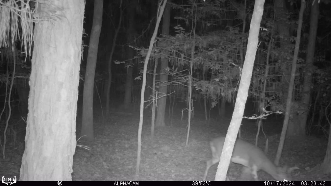 Young Piebald Buck