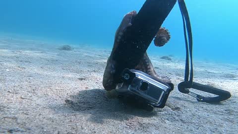 Small Octopus Suctions to Selfie Stick