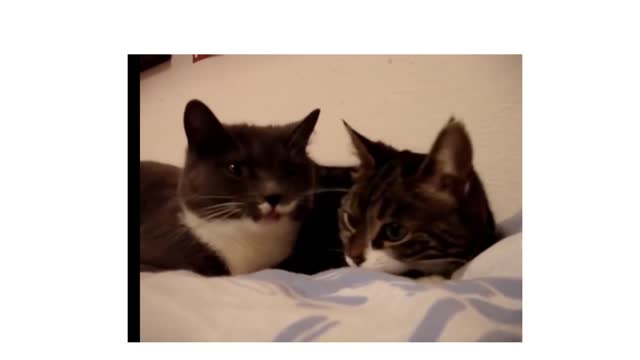 Funny adorable cats yelling, it will make you laugh