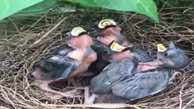 Parrot playing with dogs and afraid of dogs Very cute