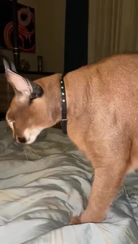 Pumba making biscuits