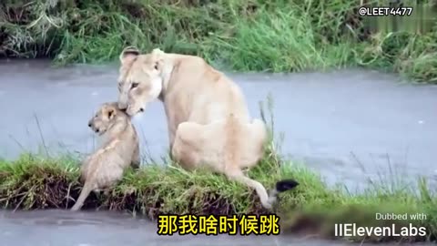 Lioness mom helping little lions cross the river – quite the struggle!