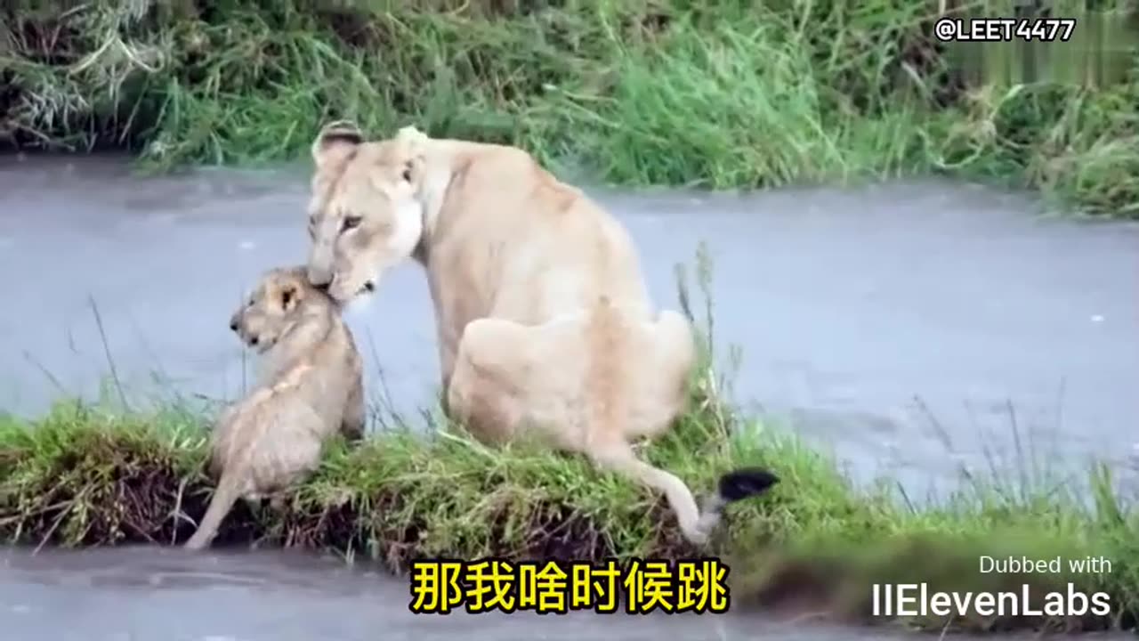 Lioness mom helping little lions cross the river – quite the struggle!