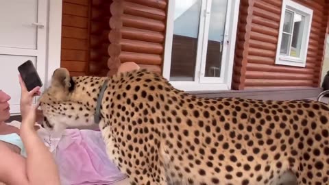 Cute Lady & Cheetah