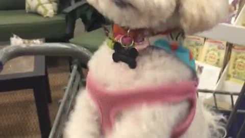 Dog has fun while shopping