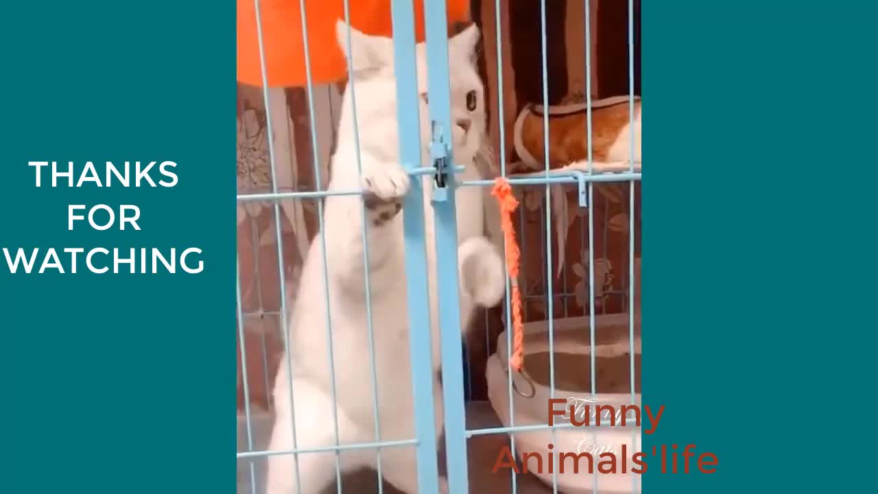 Try Not To Laugh Challenge -Cats Addition