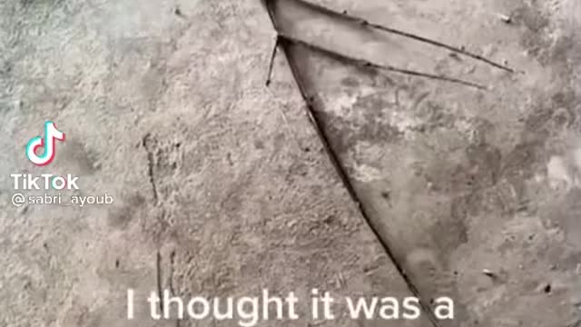 Sabri Virals ''taught it is a branche ''