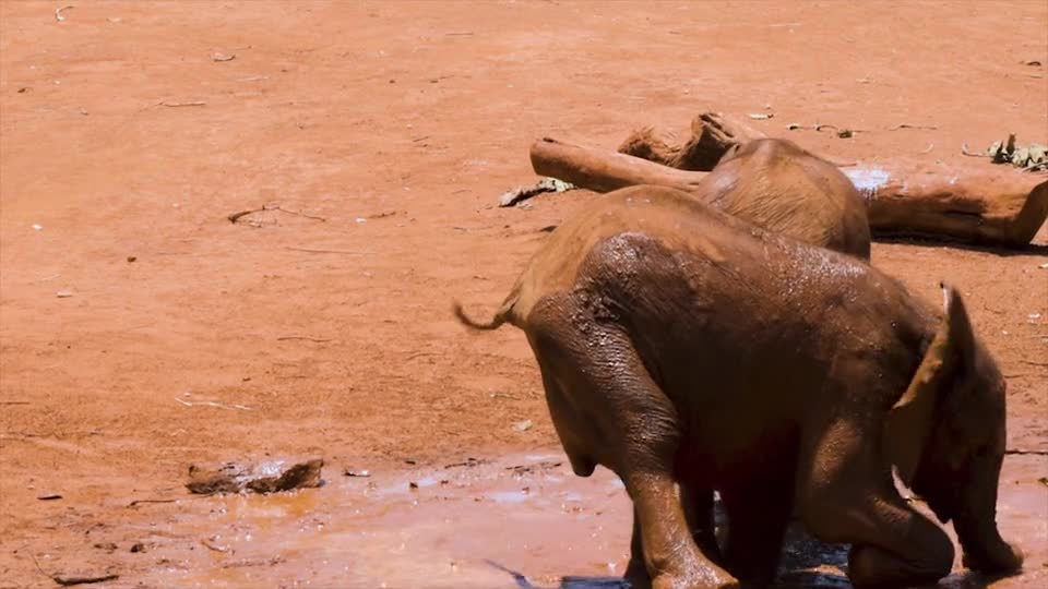 Cute Baby Elephants Playing Happily In The Mud