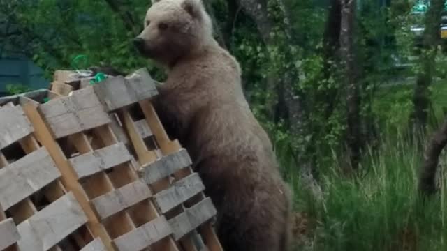 Bear Comes to Say Hello