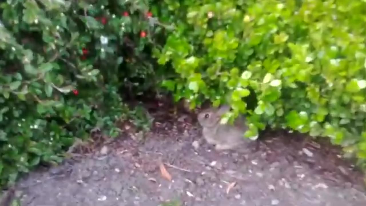 Baby bunny rabbit on day 1 of x Canada bike trip
